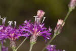 Tall ironweed